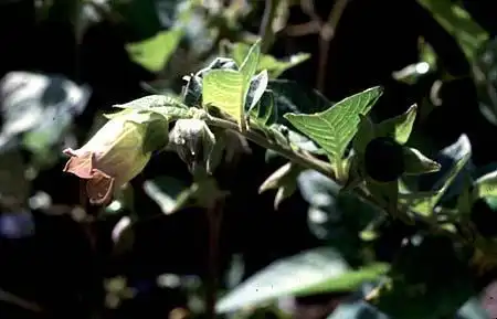 Photo of Atropa bella-donna (Atropa bella-donnas)