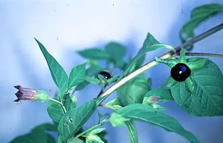 Photo of Atropa bella-donna - :