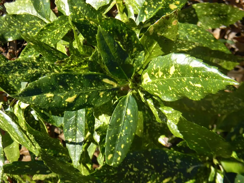 Foto de Aucuba japonica 'Variegata' (Aucuba japonica 'Variegata's)