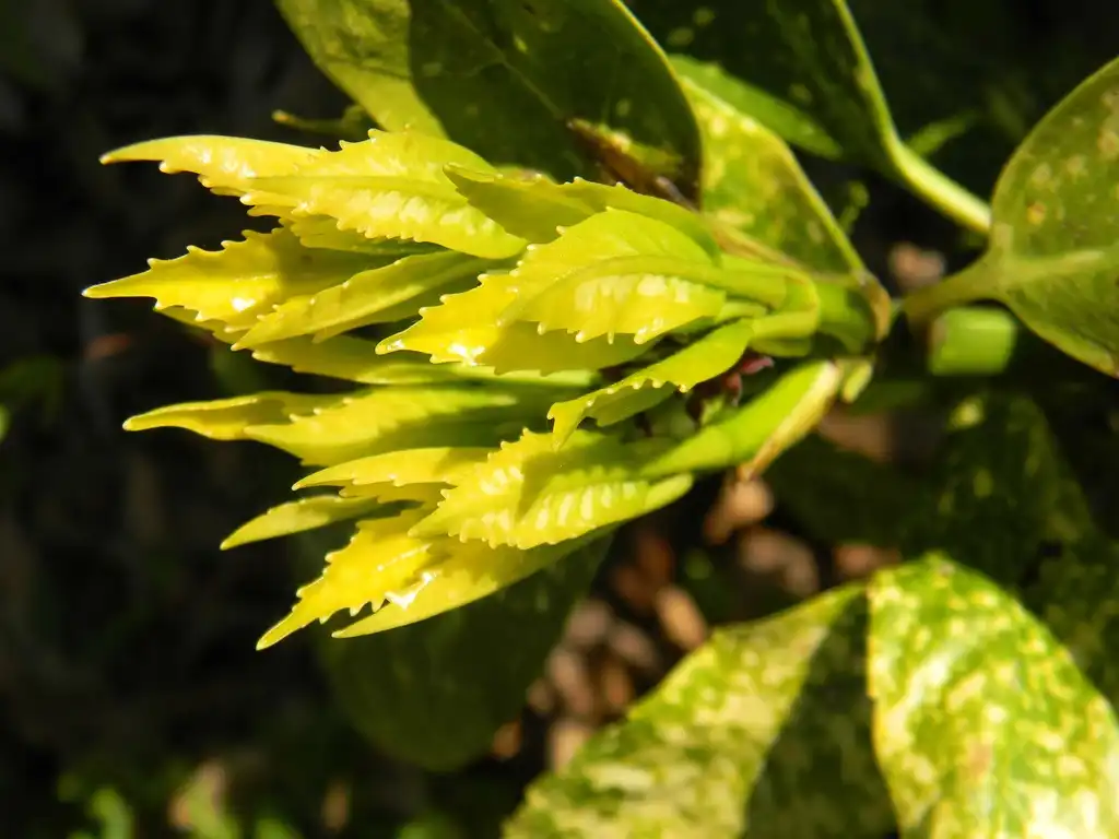 Foto de Aucuba japonica 'Variegata' (Aucuba japonica 'Variegata's)