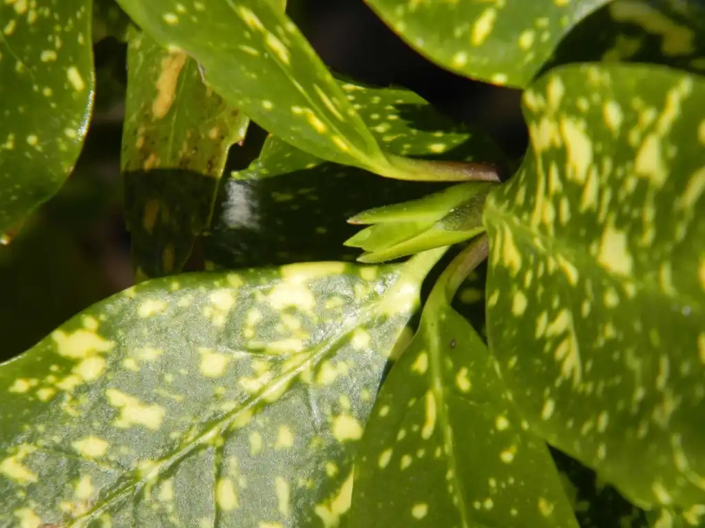Foto de Aucuba japonica 'Variegata' - Bud (Buncombe County, NC):Randy Harter