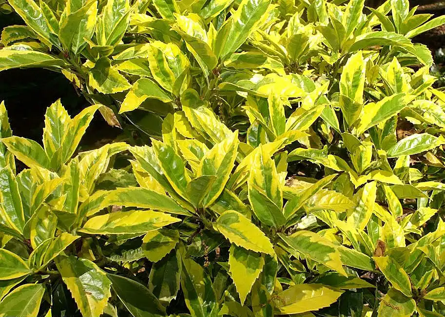Фото Aucuba japonica (Aucuba japonicas)