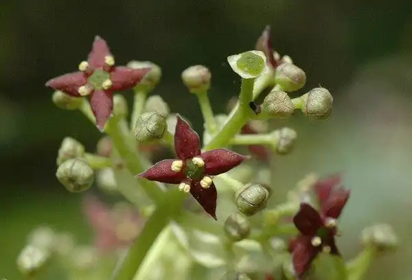 Фото Aucuba japonica (Aucuba japonicas)