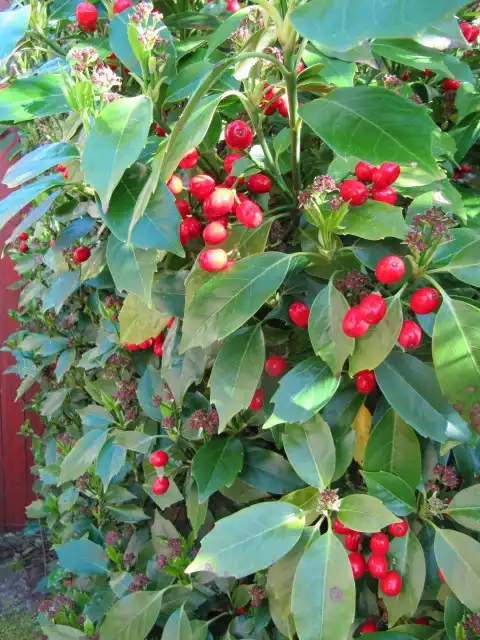 Фото Aucuba japonica - Aucuba japonica 'Rozzanie' red fruits:Leonora (Ellie) Enking