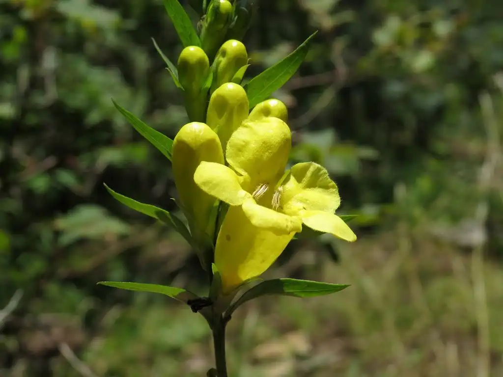 Photo of Aureolaria laevigata (Aureolaria laevigatas)