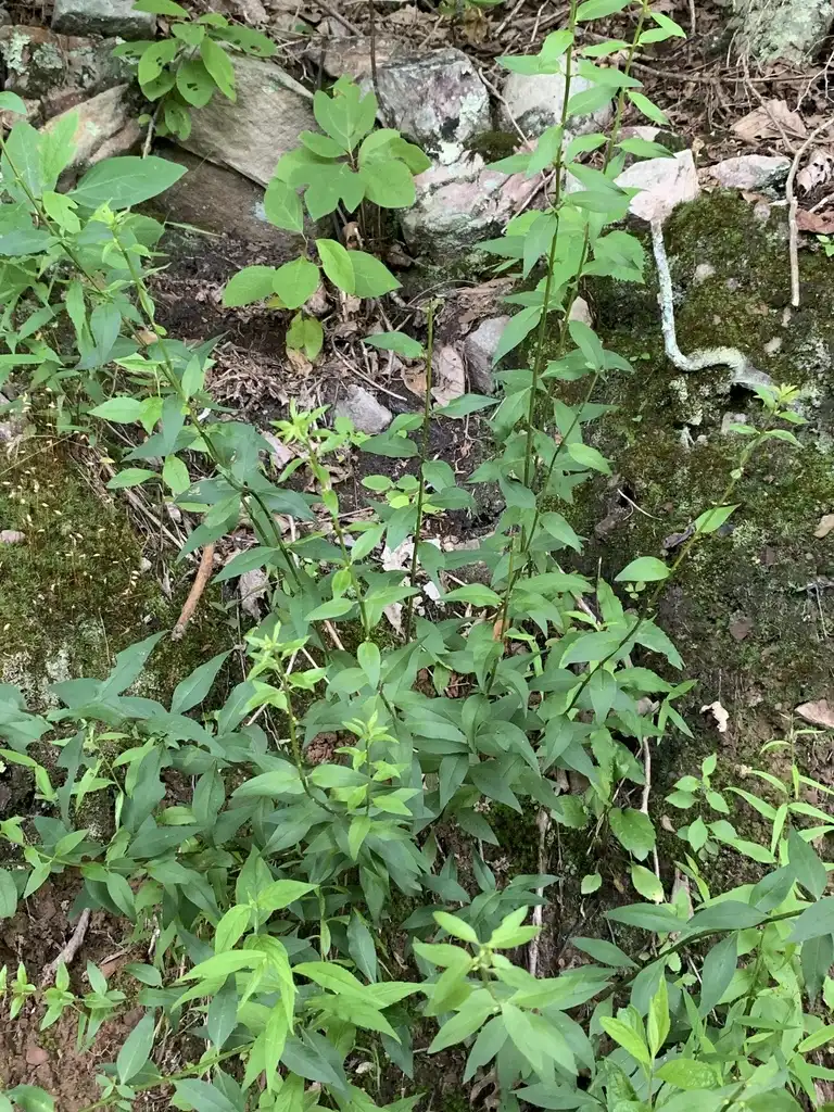 Photo of Aureolaria laevigata (Aureolaria laevigatas)