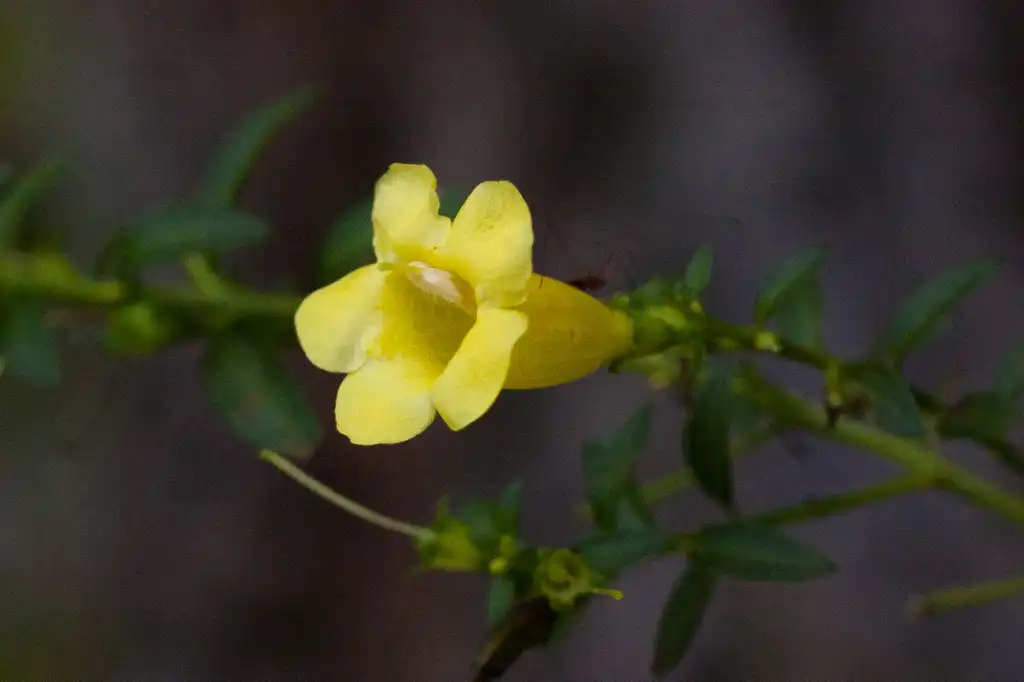 Photo of Aureolaria laevigata - Tubular flowers with five petals:Ken-ichi Ueda