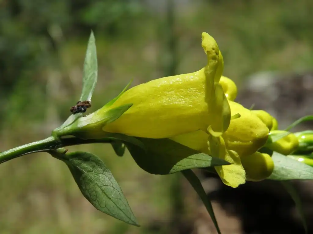 Photo of Aureolaria laevigata - Side view of flower:Evan Rashin