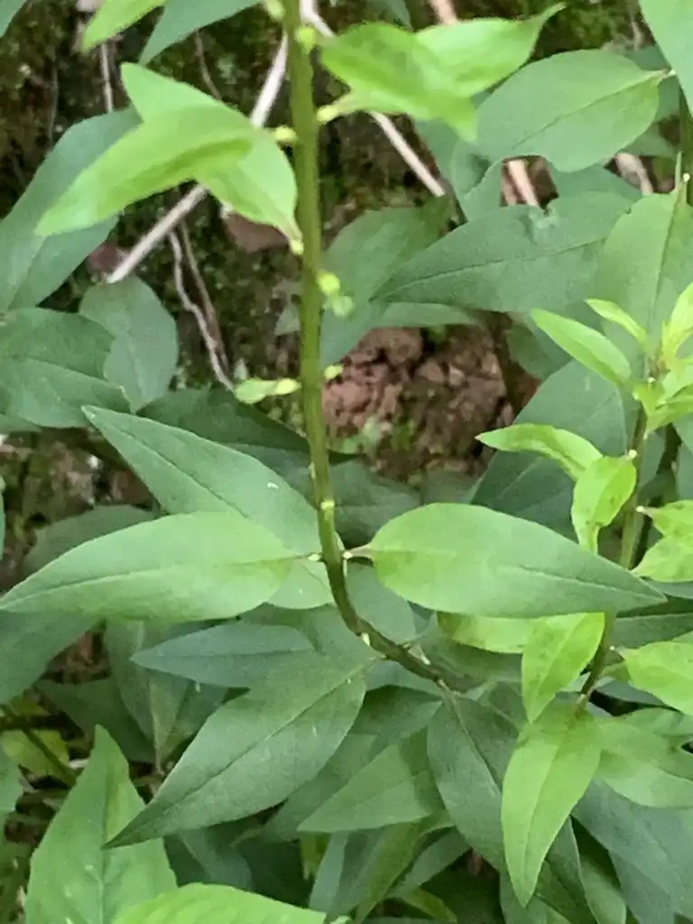 Photo of Aureolaria laevigata - Leaves and square stems:Dwayne Estes