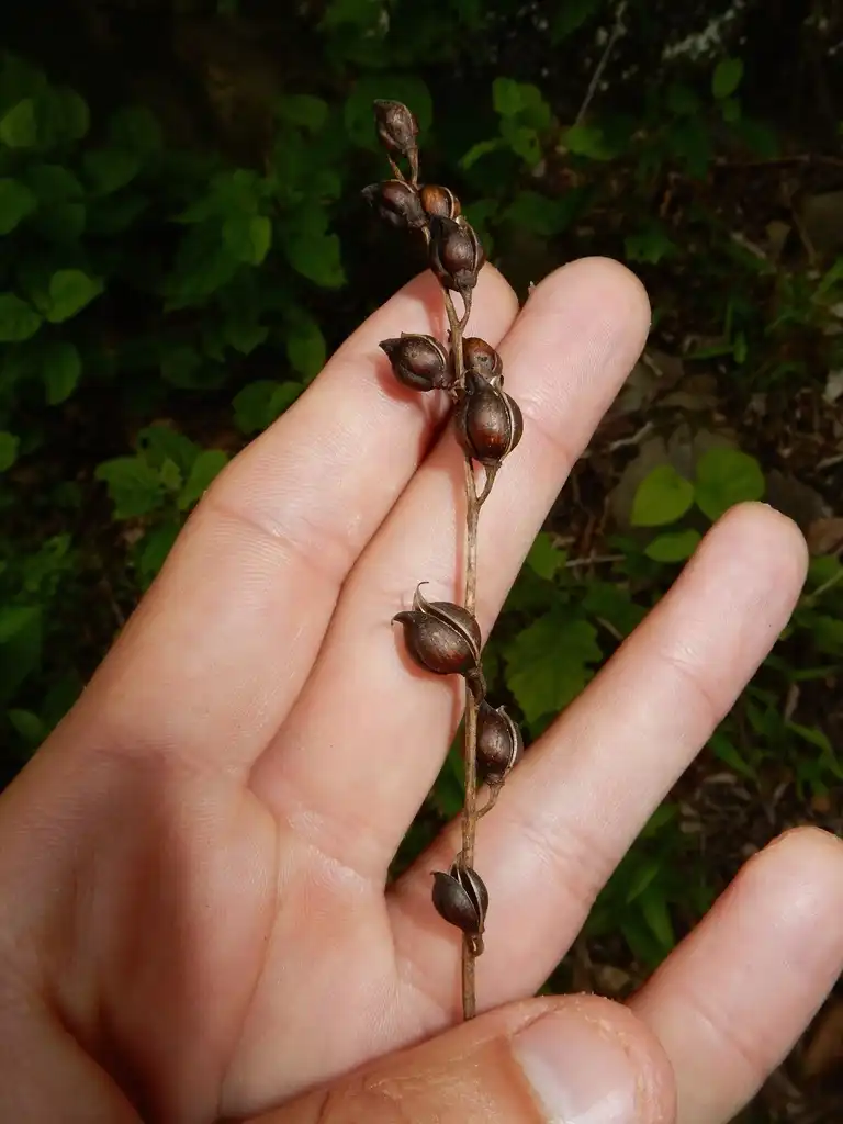Photo of Aureolaria laevigata - Fruits:Jonathan Carpenter