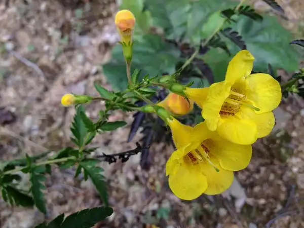 Фото Aureolaria pedicularia (Aureolaria pedicularias)