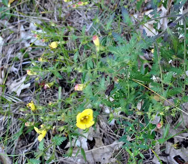 Фото Aureolaria pedicularia (Aureolaria pedicularias)