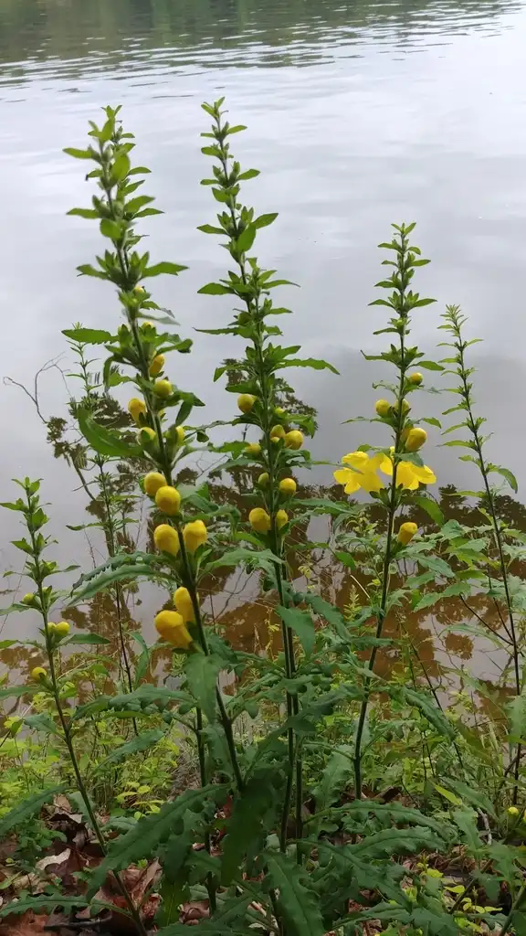 Foto de Aureolaria virginica (Aureolaria virginicas)