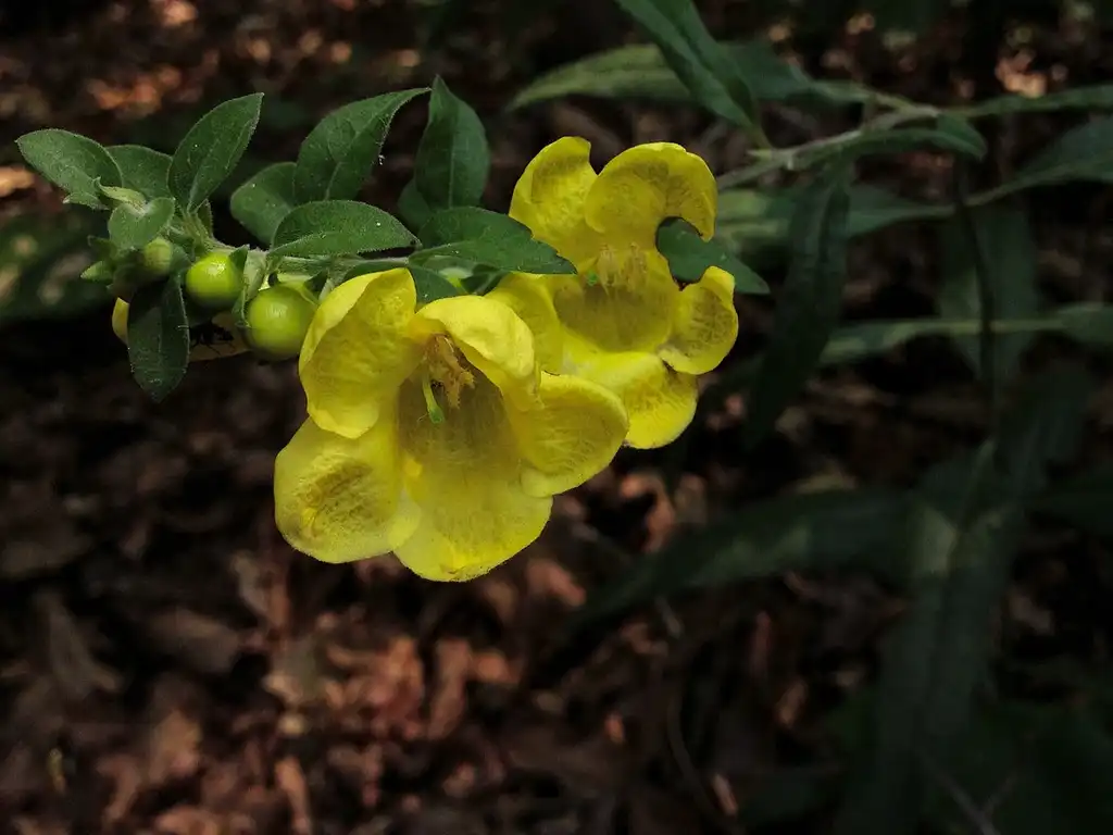 Foto de Aureolaria virginica (Aureolaria virginicas)