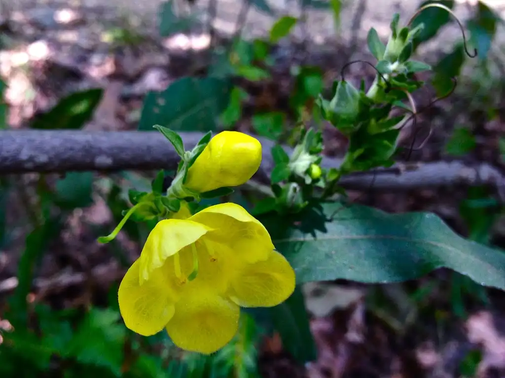 Foto de Aureolaria virginica - Flower, bud, stem:Fritzflohrreynolds