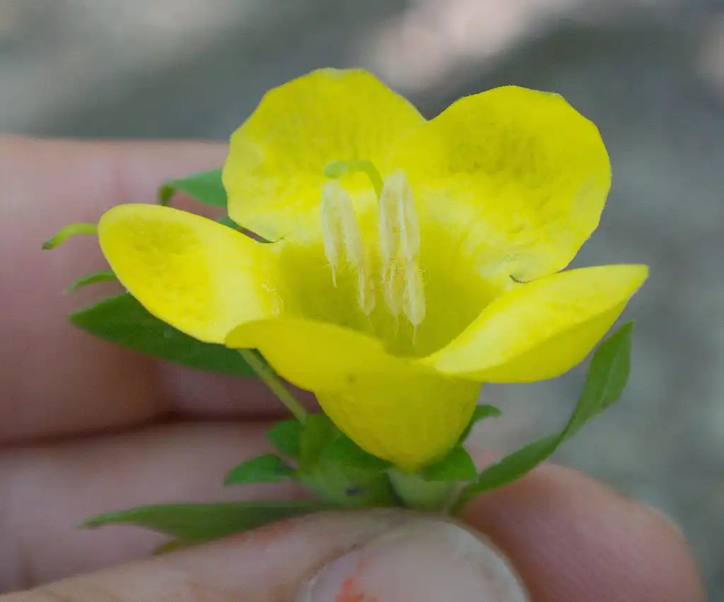 Foto de Aureolaria virginica - Close up of flower:Erik Danielson