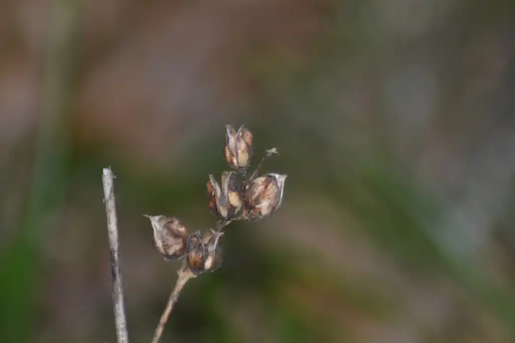 Foto de Aureolaria virginica - Fruit:Joseph Kurtz