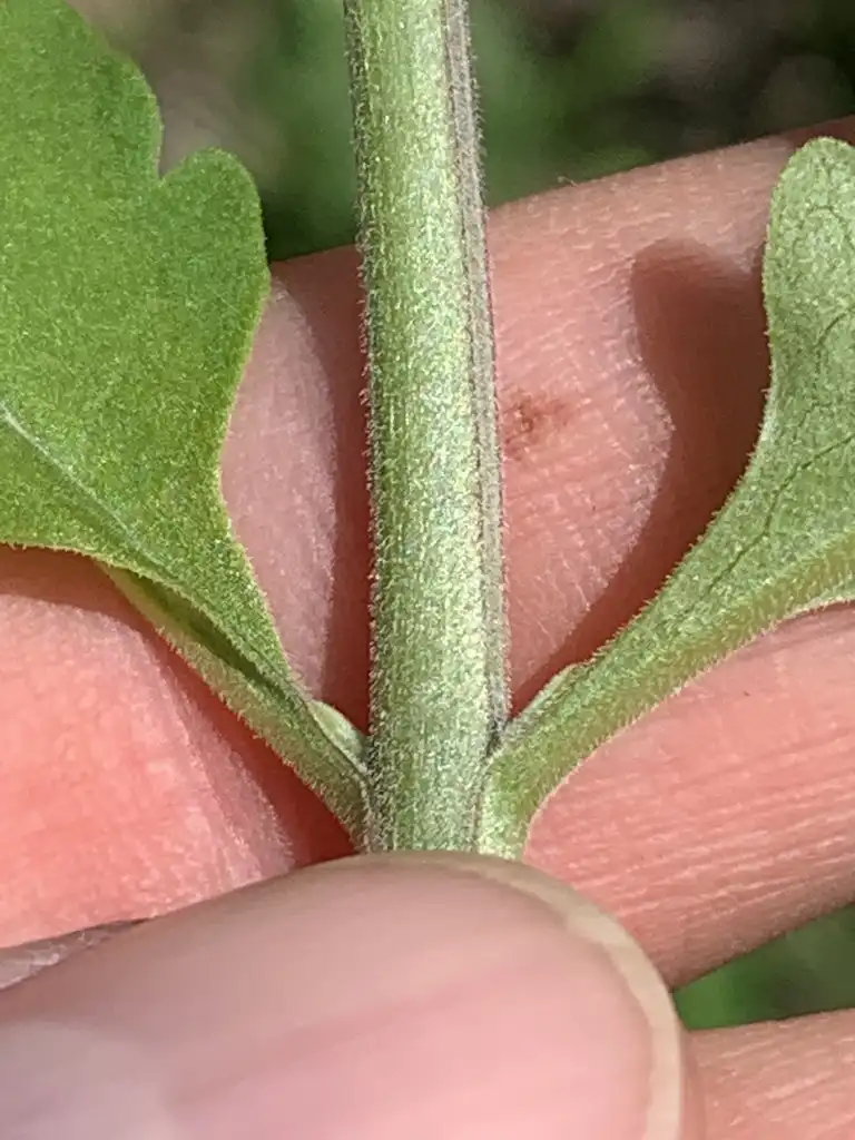 Foto de Aureolaria virginica - Stem:Dwayne Estes