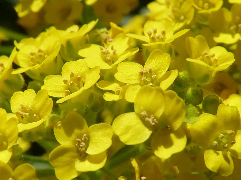Photo of Aurinia saxatilis (Aurinia saxatiliss)