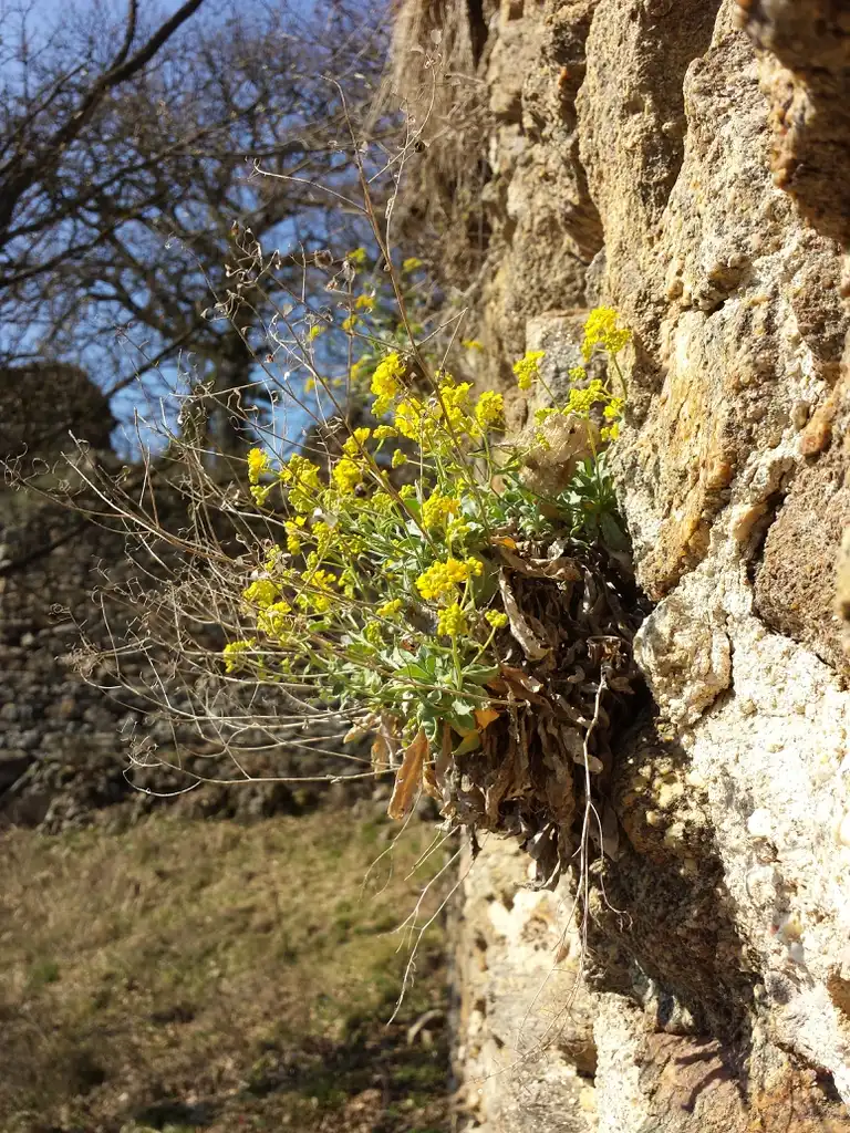 Photo of Aurinia saxatilis (Aurinia saxatiliss)