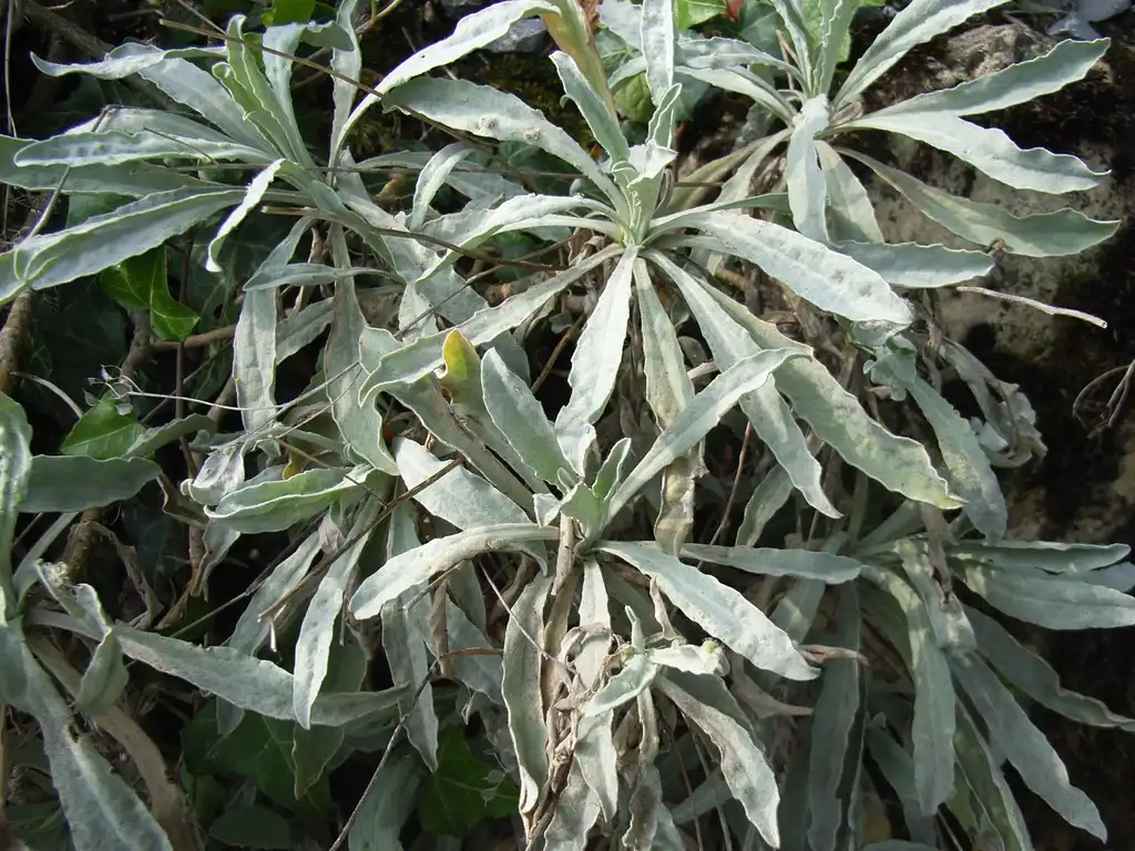 Photo of Aurinia saxatilis - Leaves:Zefram