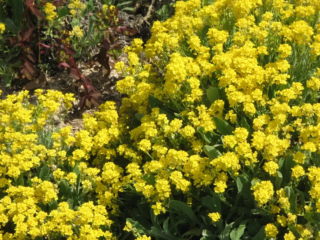 Photo of Aurinia saxatilis - Matt of flowers:Meneerke bloem