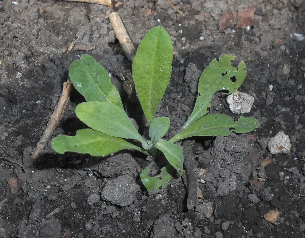 Photo of Aurinia saxatilis - Seedling:Salicyna