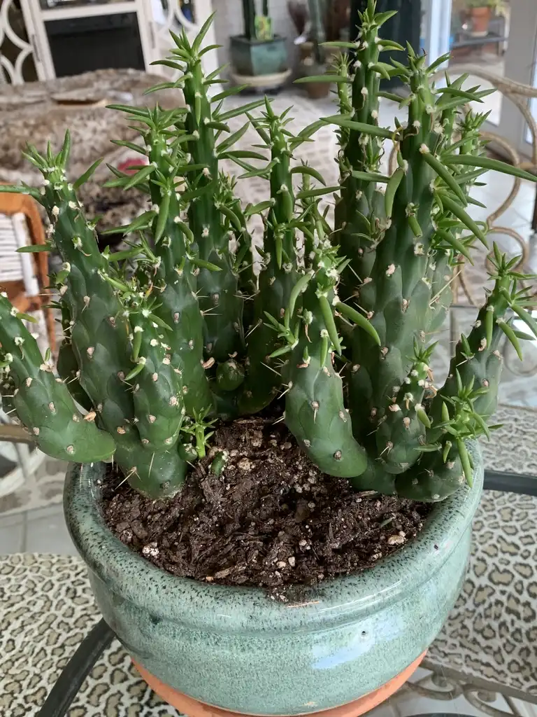 Foto de Austrocylindropuntia subulata (Austrocylindropuntia subulatas)