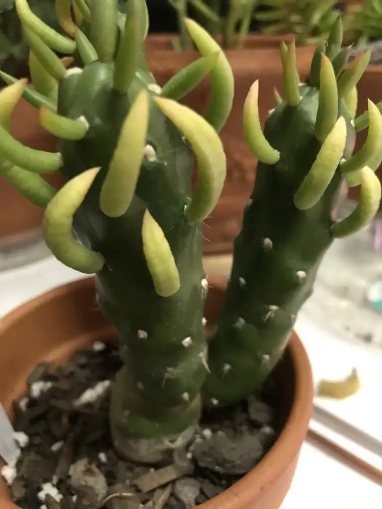 Foto de Austrocylindropuntia subulata (Austrocylindropuntia subulatas)