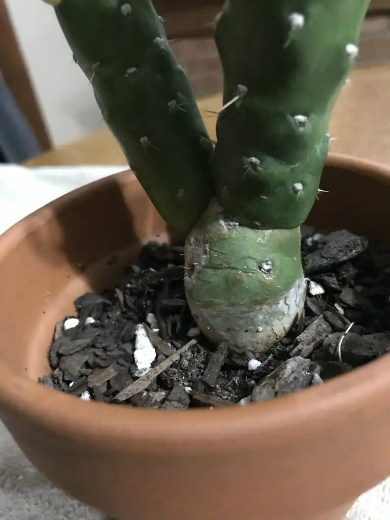 Foto de Austrocylindropuntia subulata - Stem base:K. Andre