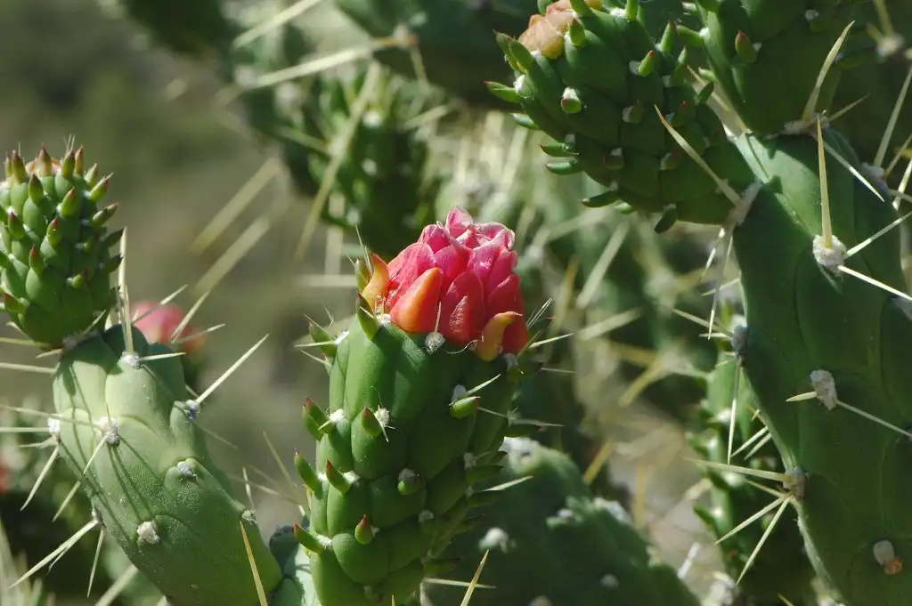 Foto de Austrocylindropuntia subulata - Flowers:liesvanrompaey