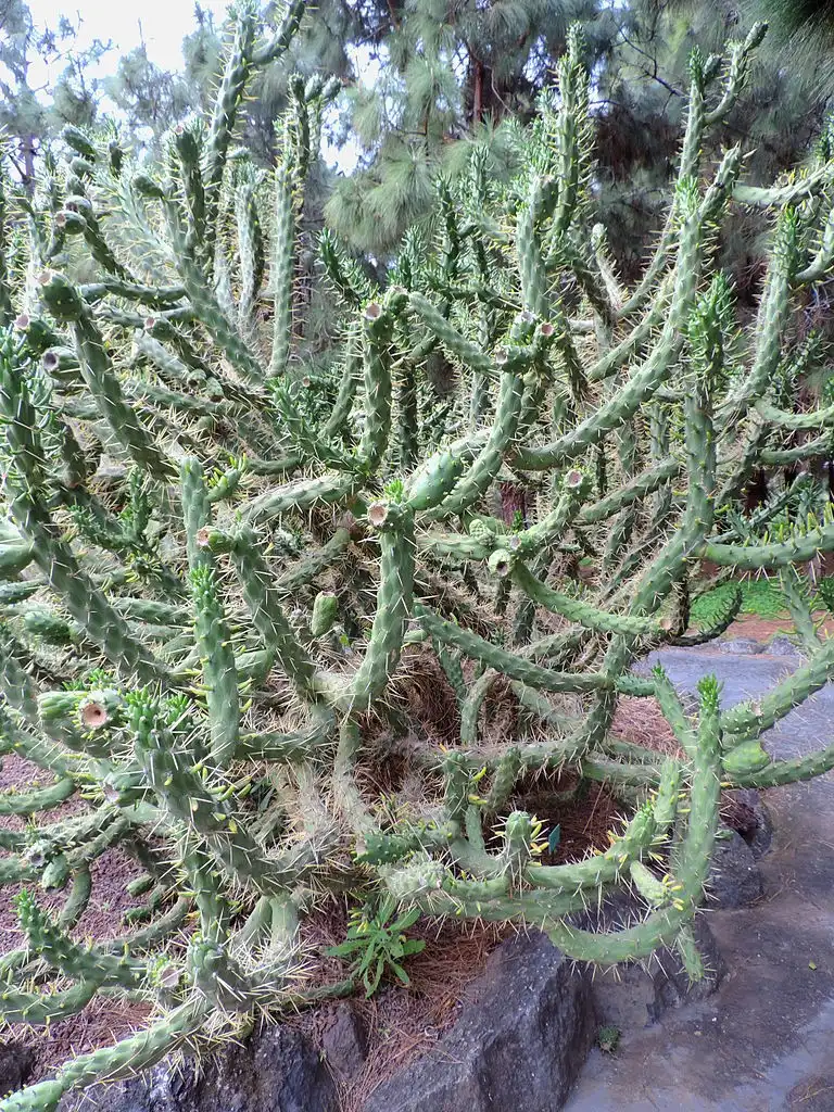 Foto de Austrocylindropuntia subulata - Form in native habitat:Krzysztof Ziarnek, Kenraiz