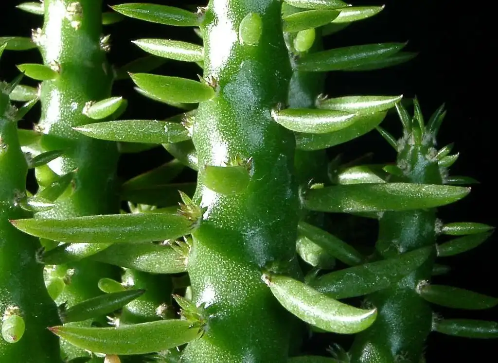 Foto de Austrocylindropuntia subulata - Close up:User:Chrizz