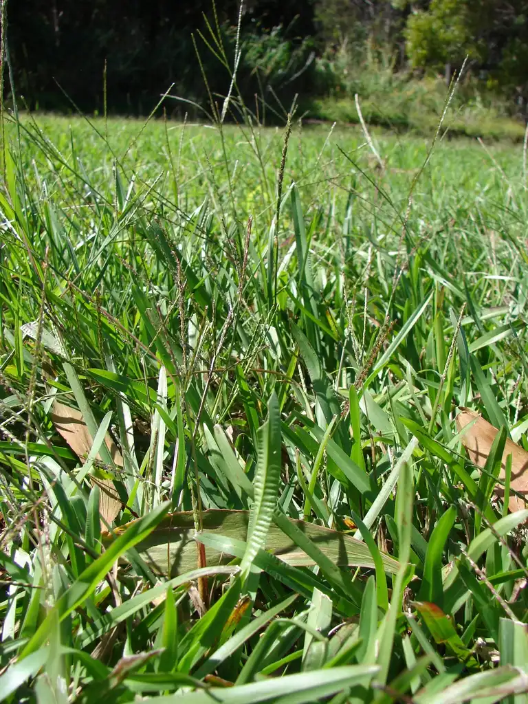 Photo of Axonopus fissifolius (Axonopus fissifoliuss)