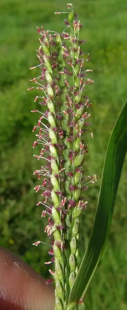 Photo of Axonopus fissifolius - Flowers:Harry Rose