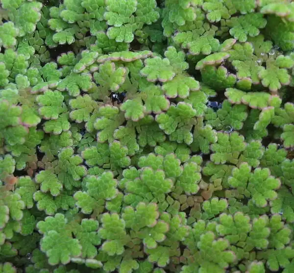 Фото Azolla caroliniana (Azolla carolinianas)
