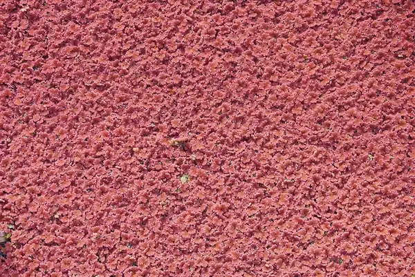 Фото Azolla caroliniana (Azolla carolinianas)