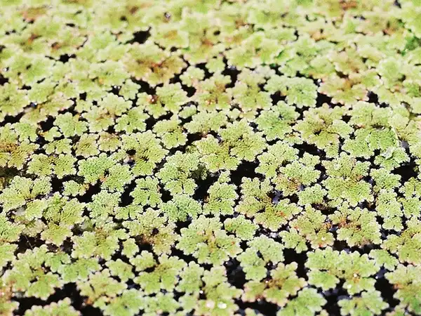 Фото Azolla caroliniana - Azolla caroliniana:Samantha