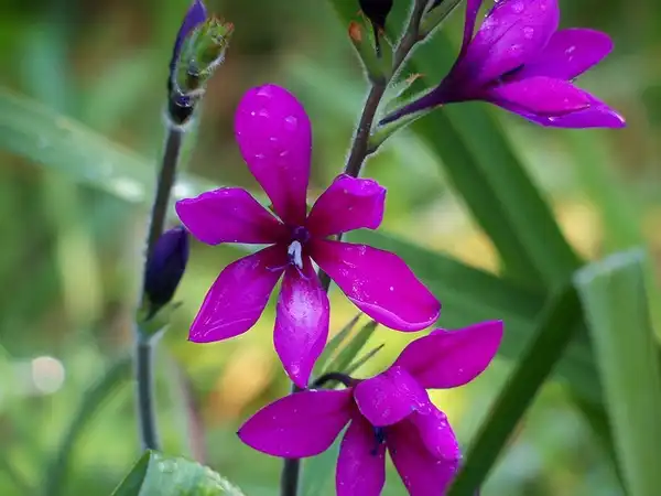 Foto de Babiana nervosa (Babiana nervosas)