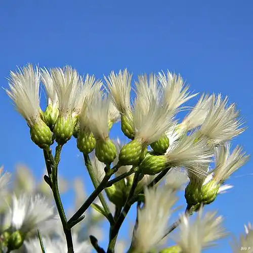 Photo of Baccharis halimifolia (Baccharis halimifolias)