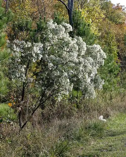 Photo of Baccharis halimifolia (Baccharis halimifolias)