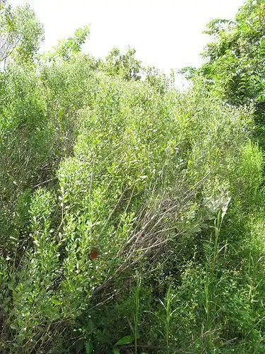 Photo of Baccharis halimifolia - habit:Forest & Kim Starr