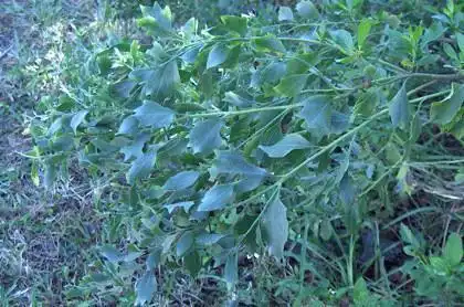 Photo of Baccharis halimifolia - leaves:Homer Edward Price