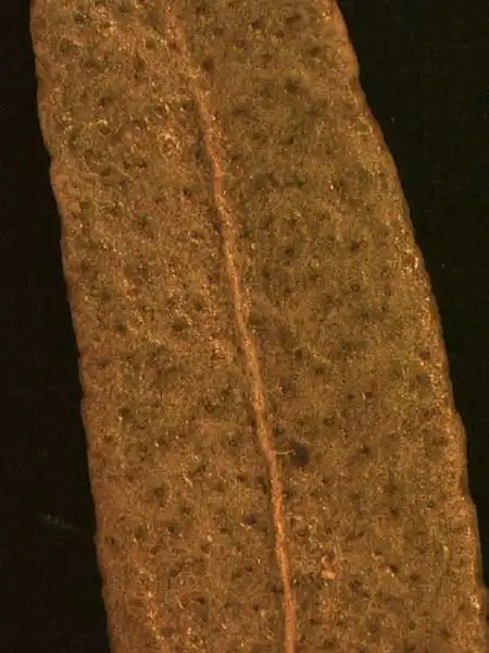 Photo of Baccharis halimifolia - Leaf:Alexander Krings
