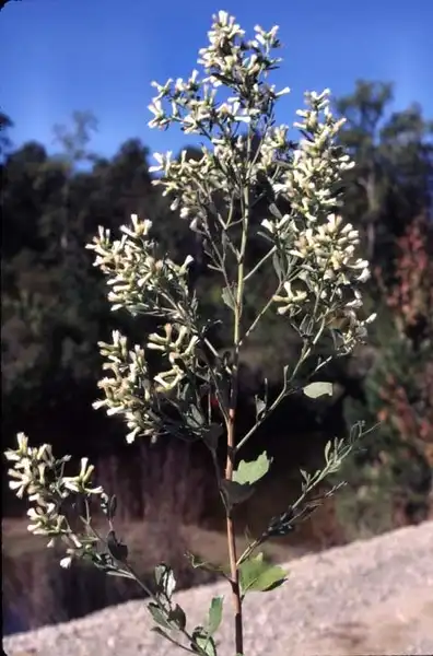 Photo of Baccharis halimifolia - Inflorescence:J. Neal