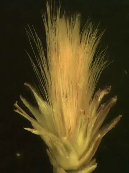 Photo of Baccharis halimifolia - Flower head:Alexander Krings