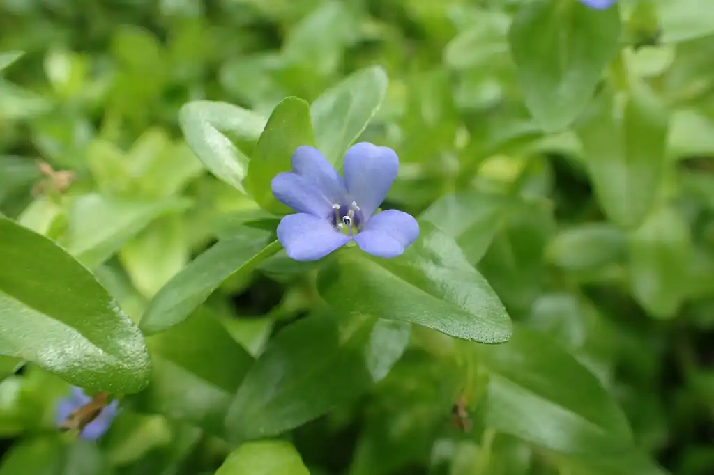 Photo of Bacopa caroliniana (Bacopa carolinianas)