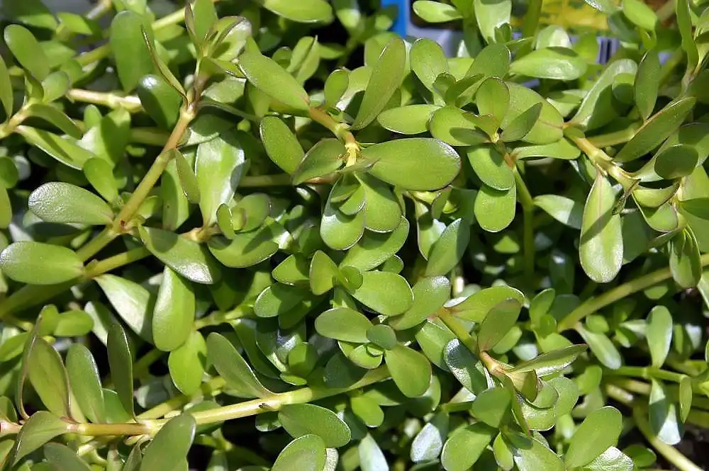 Photo of Bacopa caroliniana (Bacopa carolinianas)