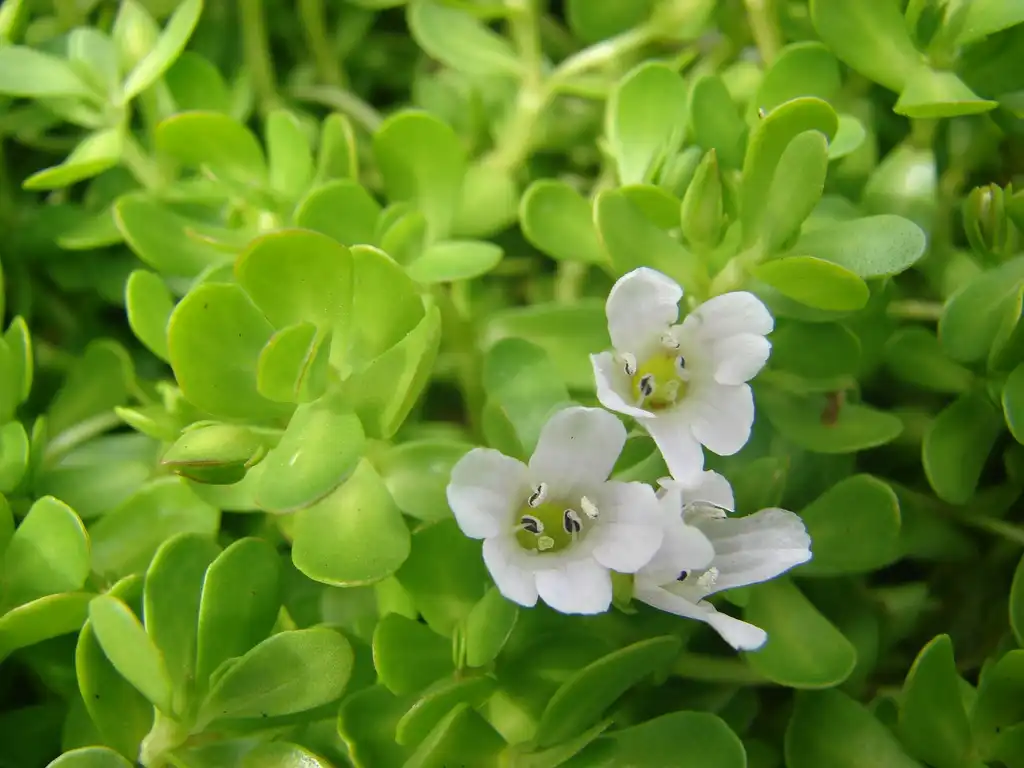 Photo of Bacopa monnieri (Bacopa monnieris)