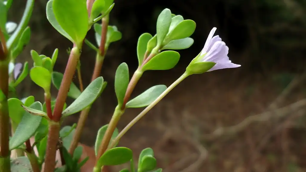 Photo of Bacopa monnieri (Bacopa monnieris)